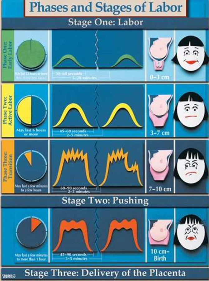 Stages of Labor Original